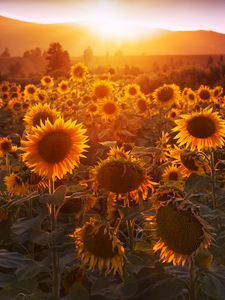 Preview wallpaper sunflowers, sunset, field, flowers, summer