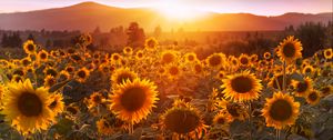 Preview wallpaper sunflowers, sunset, field, flowers, summer