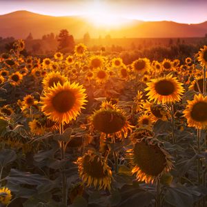 Preview wallpaper sunflowers, sunset, field, flowers, summer