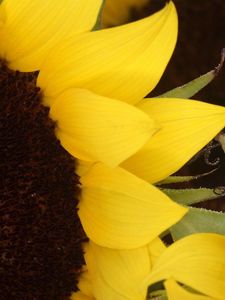 Preview wallpaper sunflowers, yellow, brown, petals