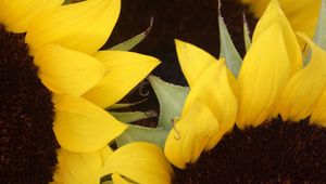 Preview wallpaper sunflowers, yellow, brown, petals