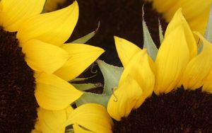 Preview wallpaper sunflowers, yellow, brown, petals