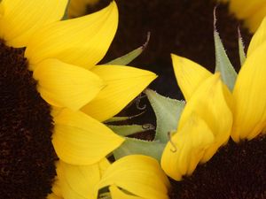 Preview wallpaper sunflowers, yellow, brown, petals