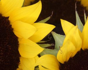 Preview wallpaper sunflowers, yellow, brown, petals