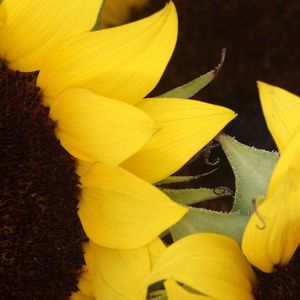 Preview wallpaper sunflowers, yellow, brown, petals