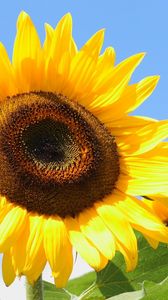 Preview wallpaper sunflowers, yellow, leaves, sunflower seeds