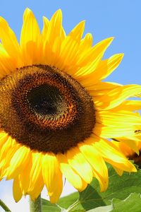 Preview wallpaper sunflowers, yellow, leaves, sunflower seeds