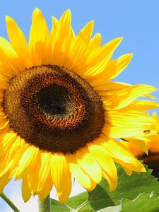 Preview wallpaper sunflowers, yellow, leaves, sunflower seeds