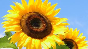 Preview wallpaper sunflowers, yellow, leaves, sunflower seeds