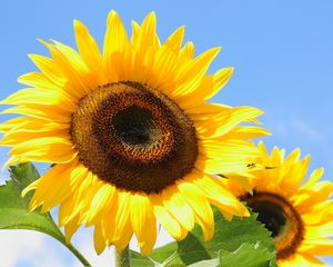 Preview wallpaper sunflowers, yellow, leaves, sunflower seeds