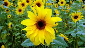 Preview wallpaper sunflowers, young, green, close-up