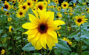 Preview wallpaper sunflowers, young, green, close-up