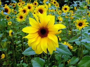 Preview wallpaper sunflowers, young, green, close-up