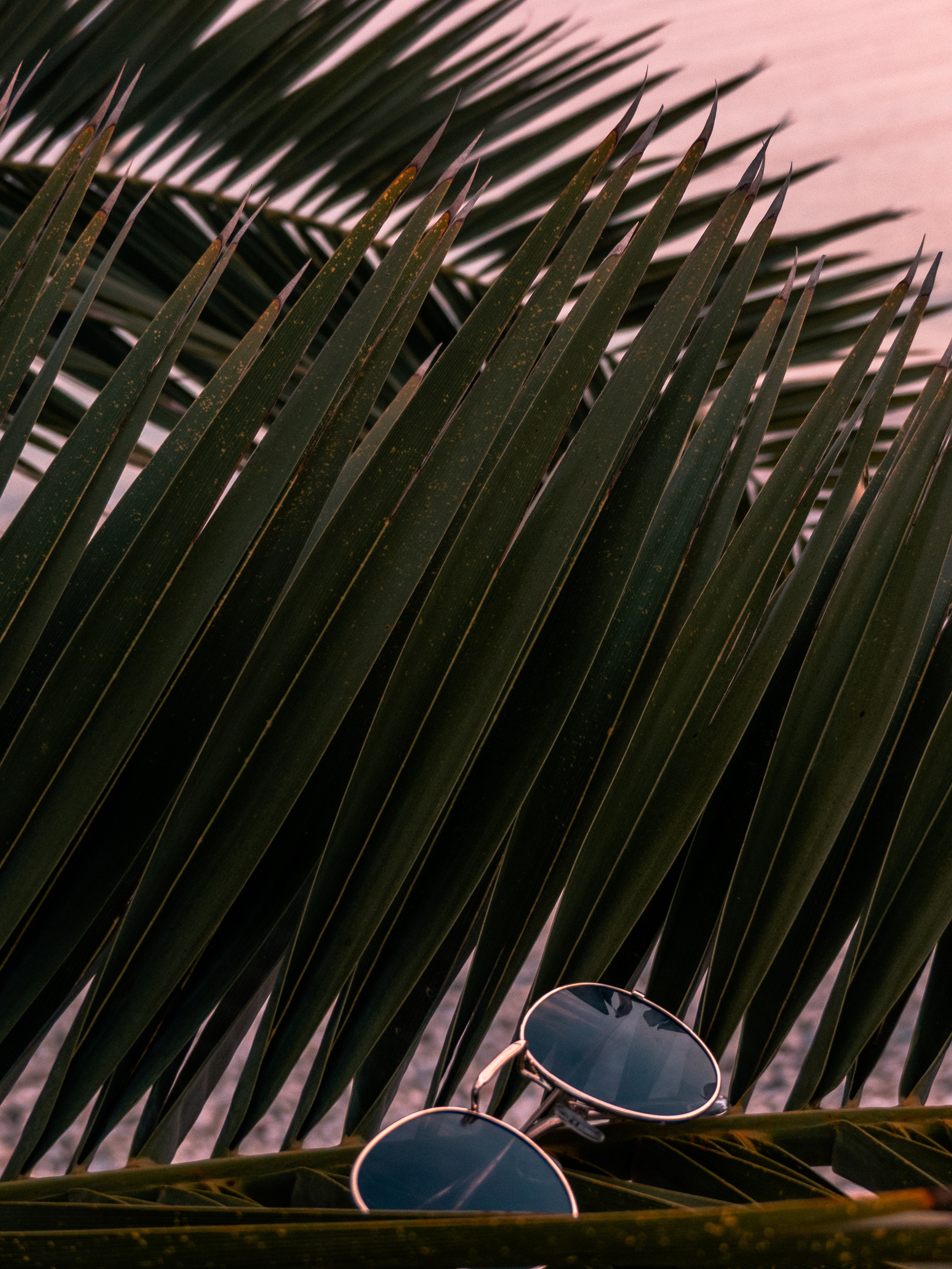 Download wallpaper 2786x3714 sunglasses, glasses, palm, branches