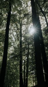 Preview wallpaper sunlight, forest, trees, branches, rays