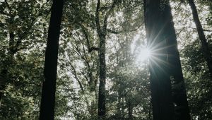 Preview wallpaper sunlight, forest, trees, branches, rays