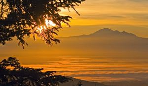 Preview wallpaper sunlight, mountains, fog, branches, tree, coniferous