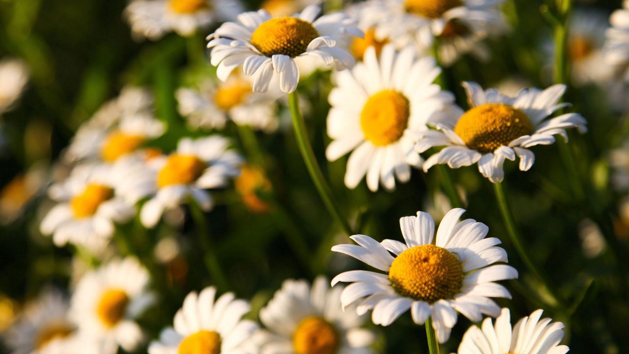 Wallpaper sunny, flowers, daisies, field