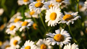 Preview wallpaper sunny, flowers, daisies, field