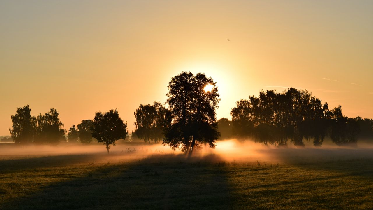 Wallpaper sunrise, fog, trees, dawn, morning