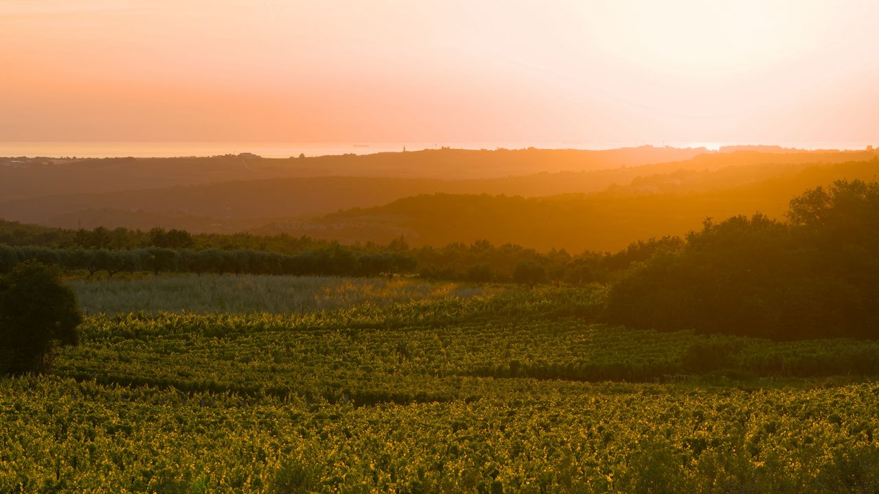 Wallpaper sunrise, trees, landscape, field