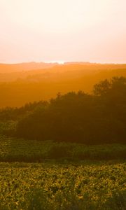 Preview wallpaper sunrise, trees, landscape, field