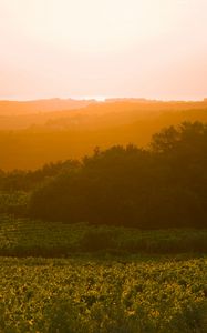 Preview wallpaper sunrise, trees, landscape, field