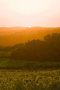 Preview wallpaper sunrise, trees, landscape, field