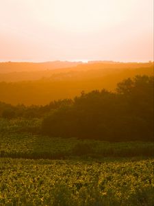 Preview wallpaper sunrise, trees, landscape, field