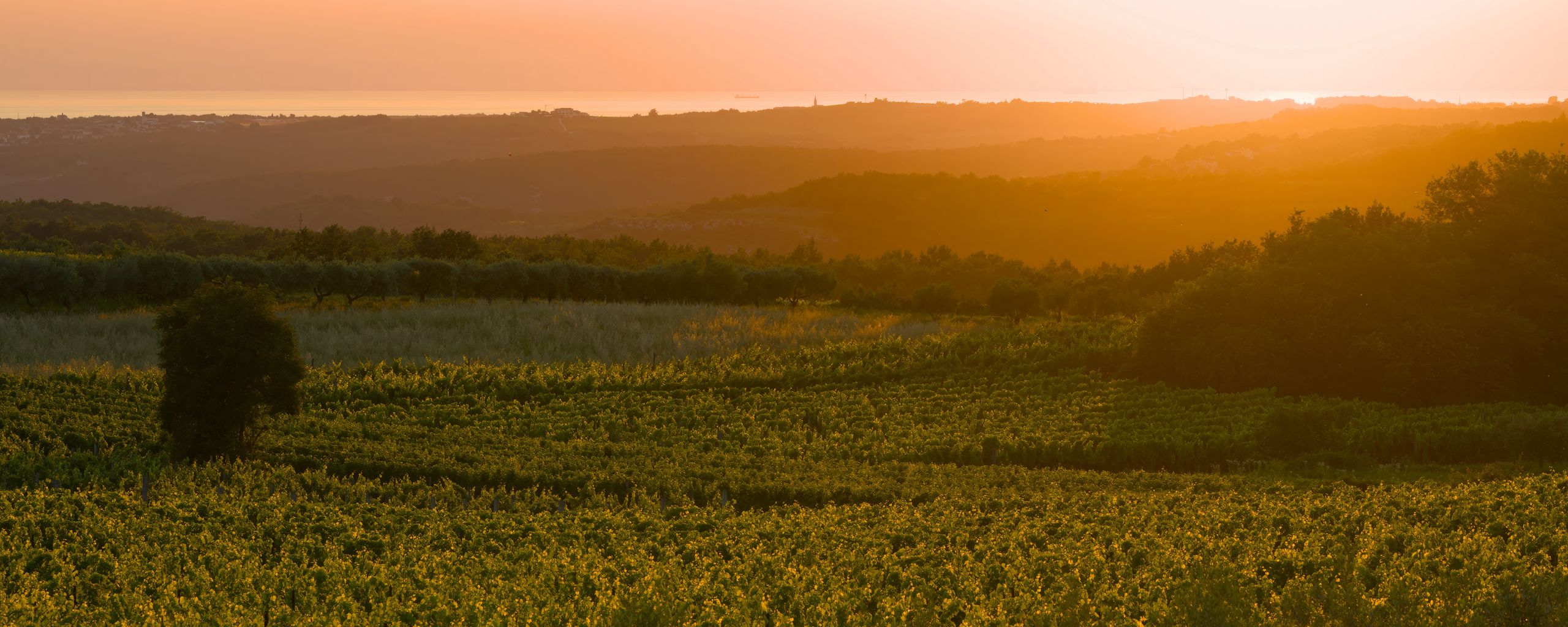 2560x1024 Wallpaper sunrise, trees, landscape, field