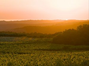 Preview wallpaper sunrise, trees, landscape, field