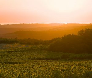 Preview wallpaper sunrise, trees, landscape, field