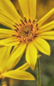 Preview wallpaper sunroot, flower, petals, macro, yellow