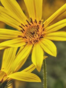 Preview wallpaper sunroot, flower, petals, macro, yellow