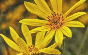 Preview wallpaper sunroot, flower, petals, macro, yellow