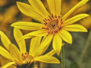 Preview wallpaper sunroot, flower, petals, macro, yellow