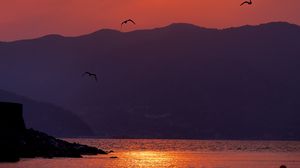 Preview wallpaper sunset, bay, coast, birds, dusk