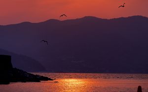 Preview wallpaper sunset, bay, coast, birds, dusk