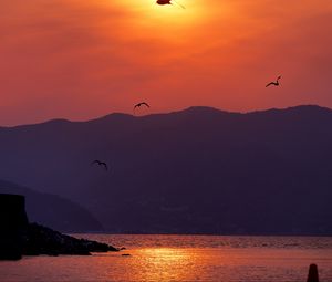 Preview wallpaper sunset, bay, coast, birds, dusk