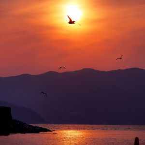 Preview wallpaper sunset, bay, coast, birds, dusk