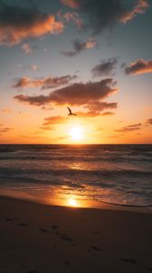 Preview wallpaper sunset, beach, coast, bird, horizon