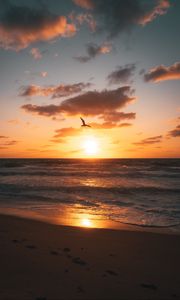 Preview wallpaper sunset, beach, coast, bird, horizon