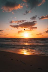 Preview wallpaper sunset, beach, coast, bird, horizon