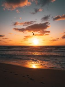Preview wallpaper sunset, beach, coast, bird, horizon