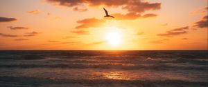 Preview wallpaper sunset, beach, coast, bird, horizon