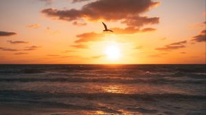 Preview wallpaper sunset, beach, coast, bird, horizon