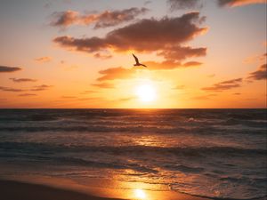 Preview wallpaper sunset, beach, coast, bird, horizon