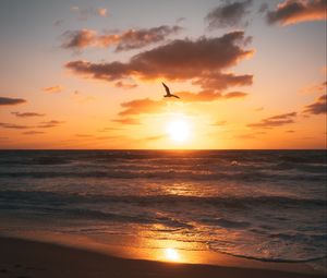 Preview wallpaper sunset, beach, coast, bird, horizon