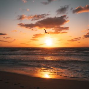 Preview wallpaper sunset, beach, coast, bird, horizon