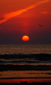 Preview wallpaper sunset, bird, sun, sea, coast